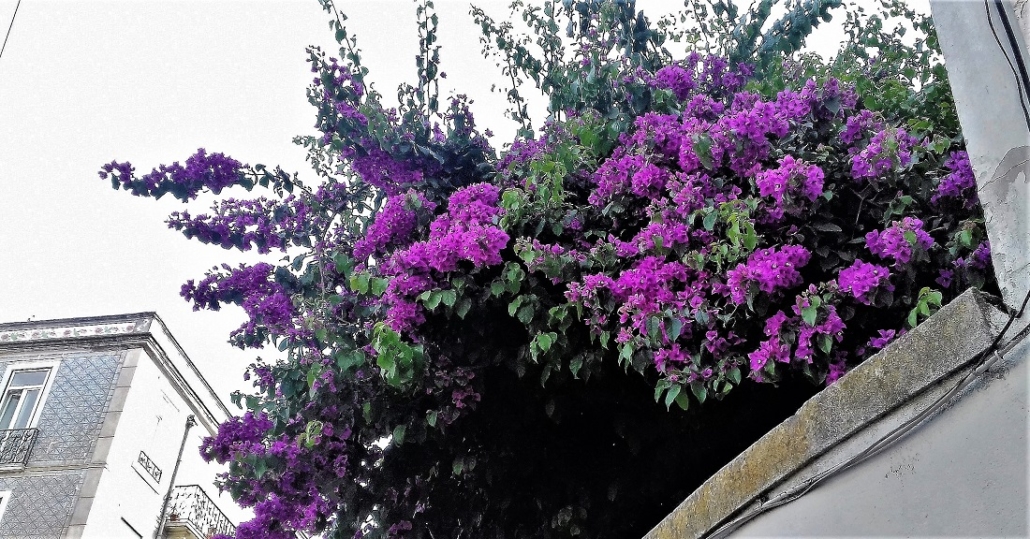 Bougainvillea. A natural ornament - Lisbonne affinités